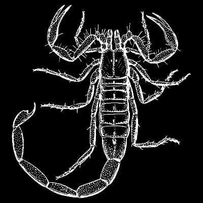 SCORPIUS NFT AGENCY logo